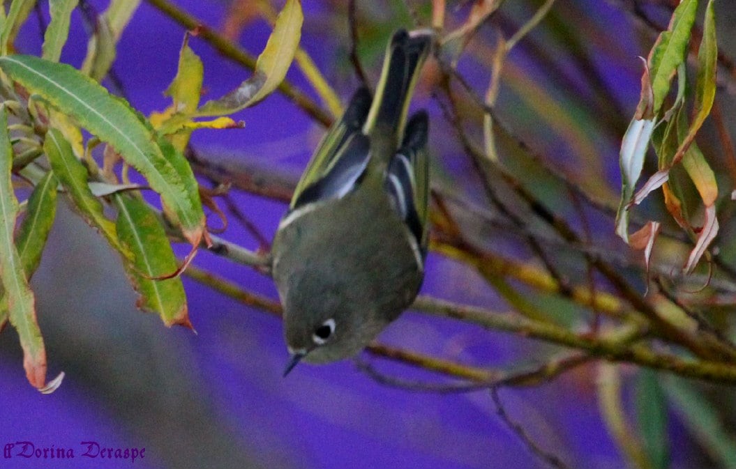 Ruby-crowned Kinglet - ML643591609