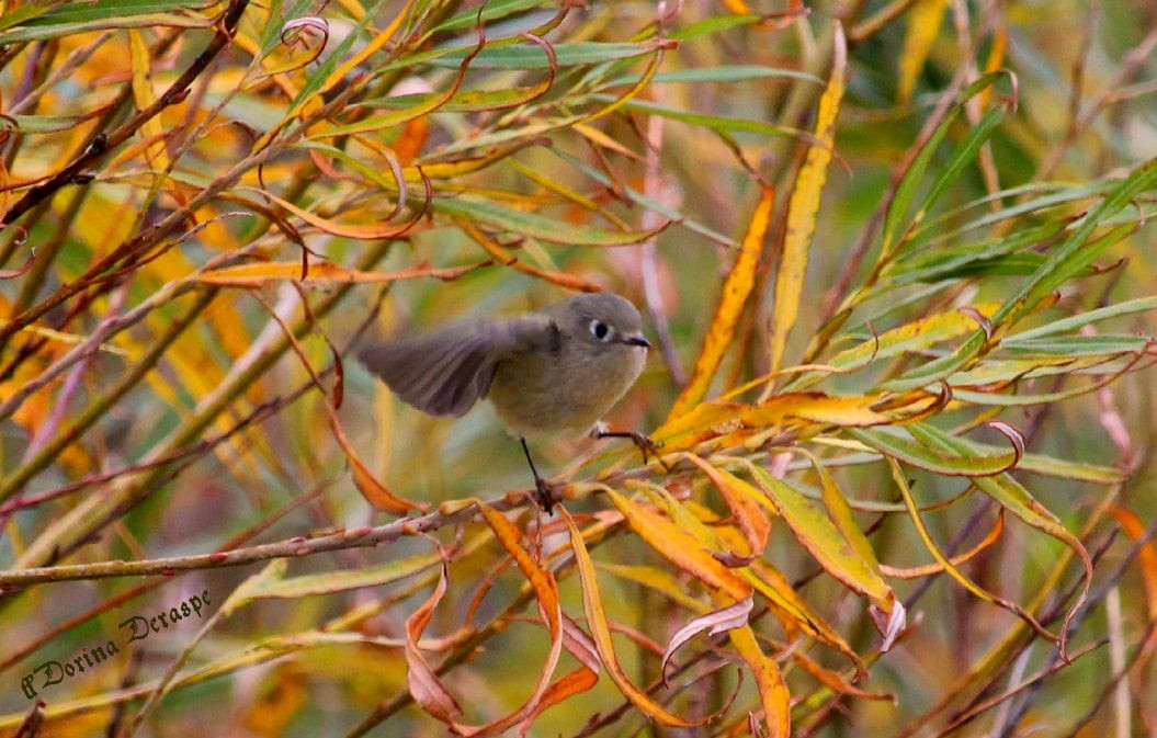Ruby-crowned Kinglet - ML643591610