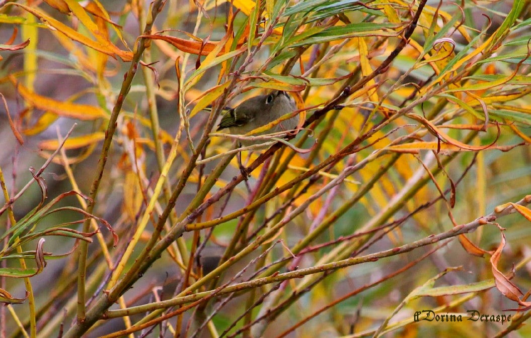 Ruby-crowned Kinglet - ML643591611