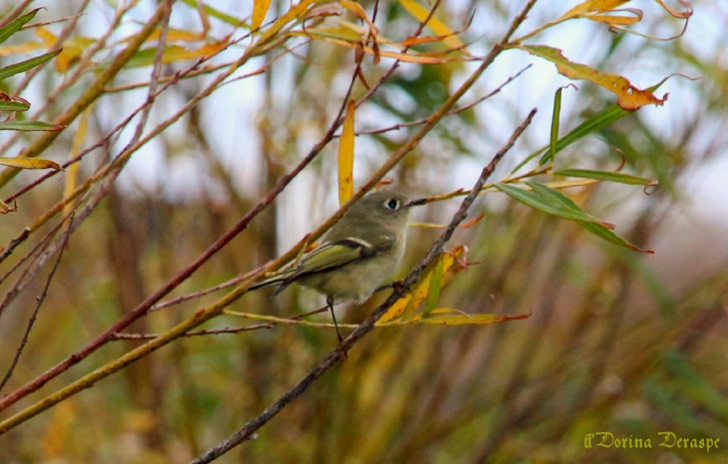 Ruby-crowned Kinglet - ML643591613