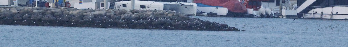 White-cheeked Tern - ML643591615