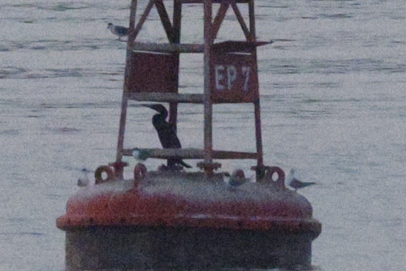 Socotra Cormorant - ML643591625