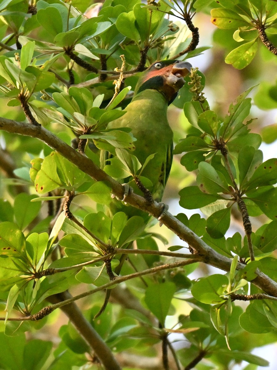Long-tailed Parakeet - ML643591627