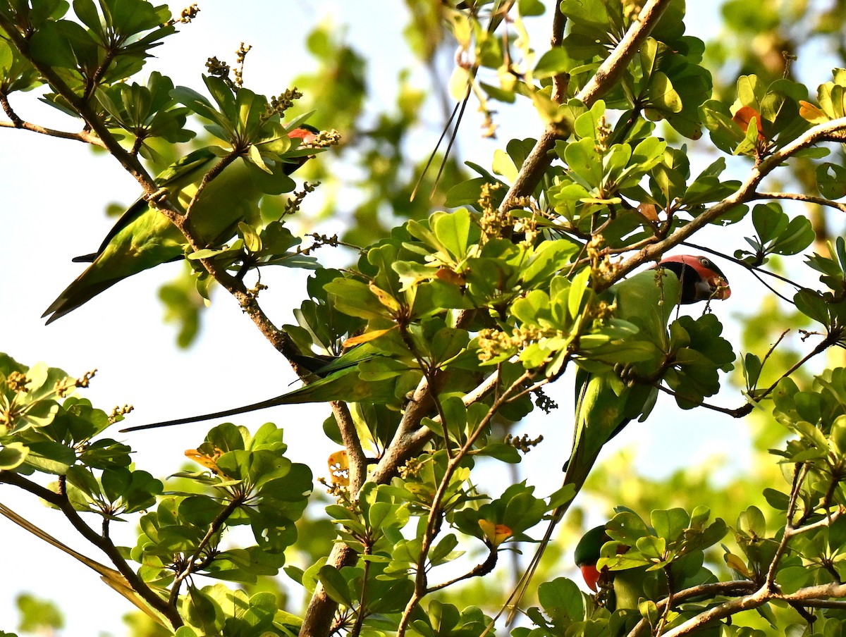 Long-tailed Parakeet - ML643591628
