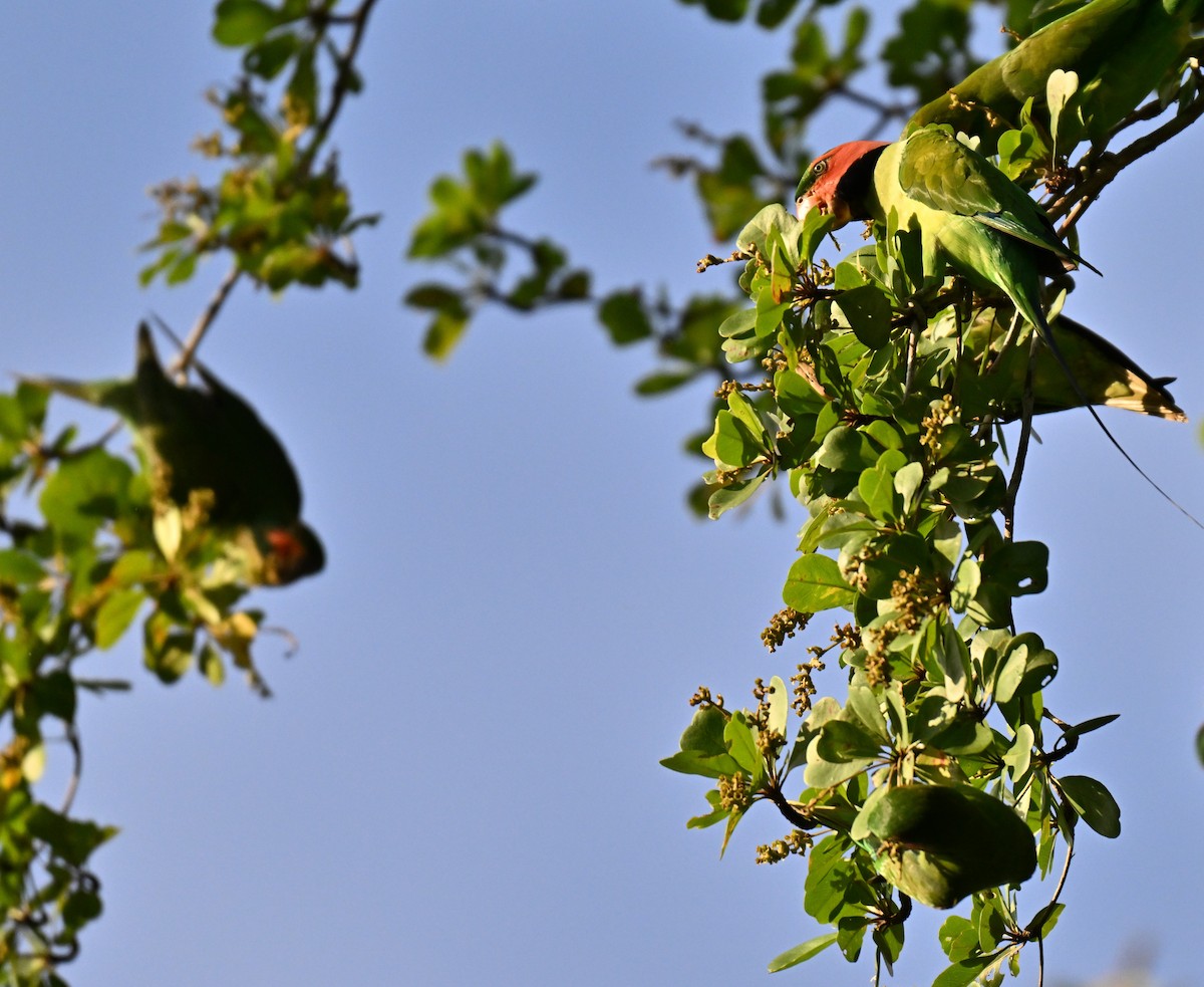 Long-tailed Parakeet - ML643591629