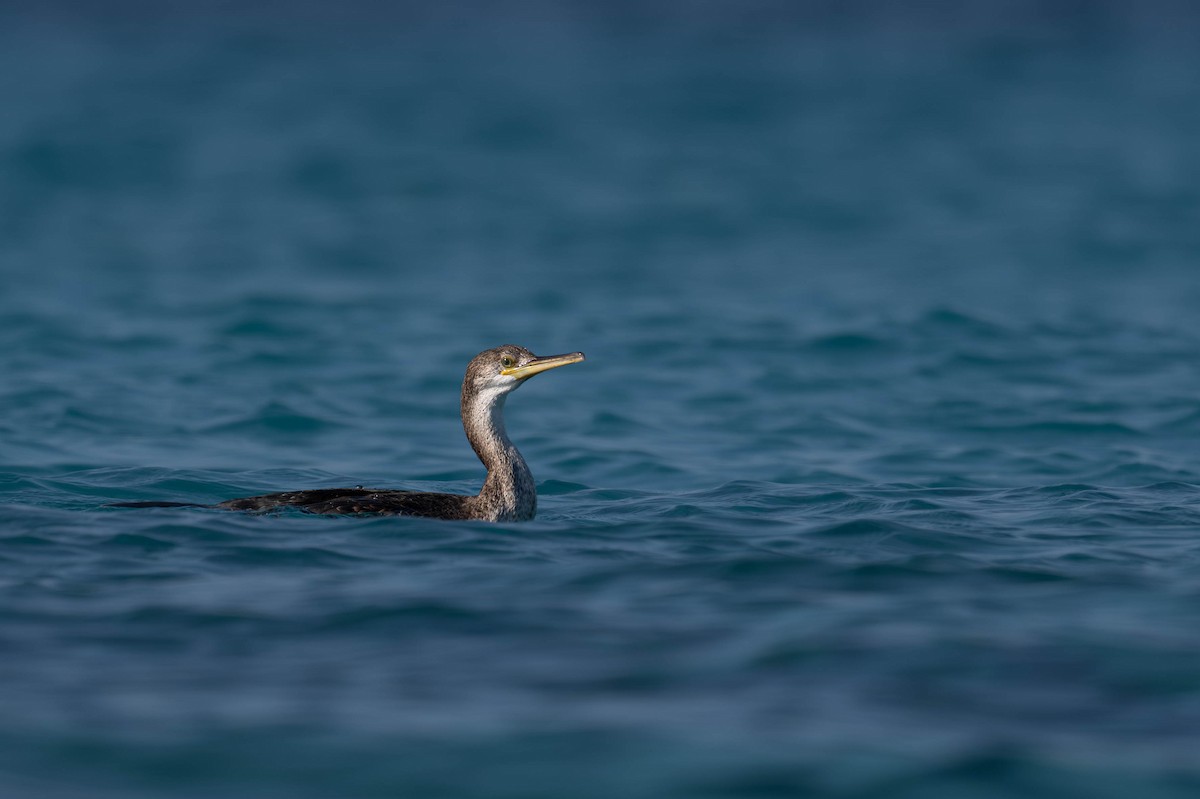 ヨーロッパヒメウ - ML643591661