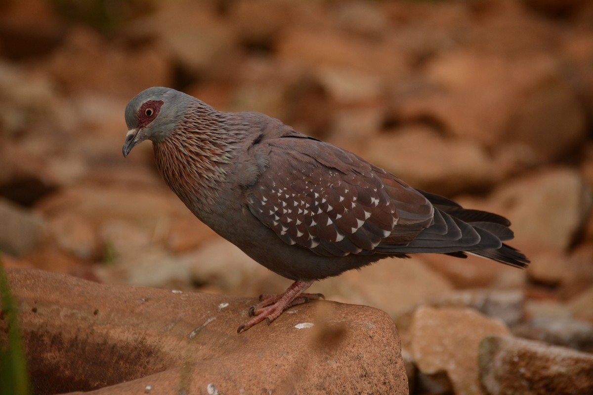 ウロコカワラバト - ML643591671