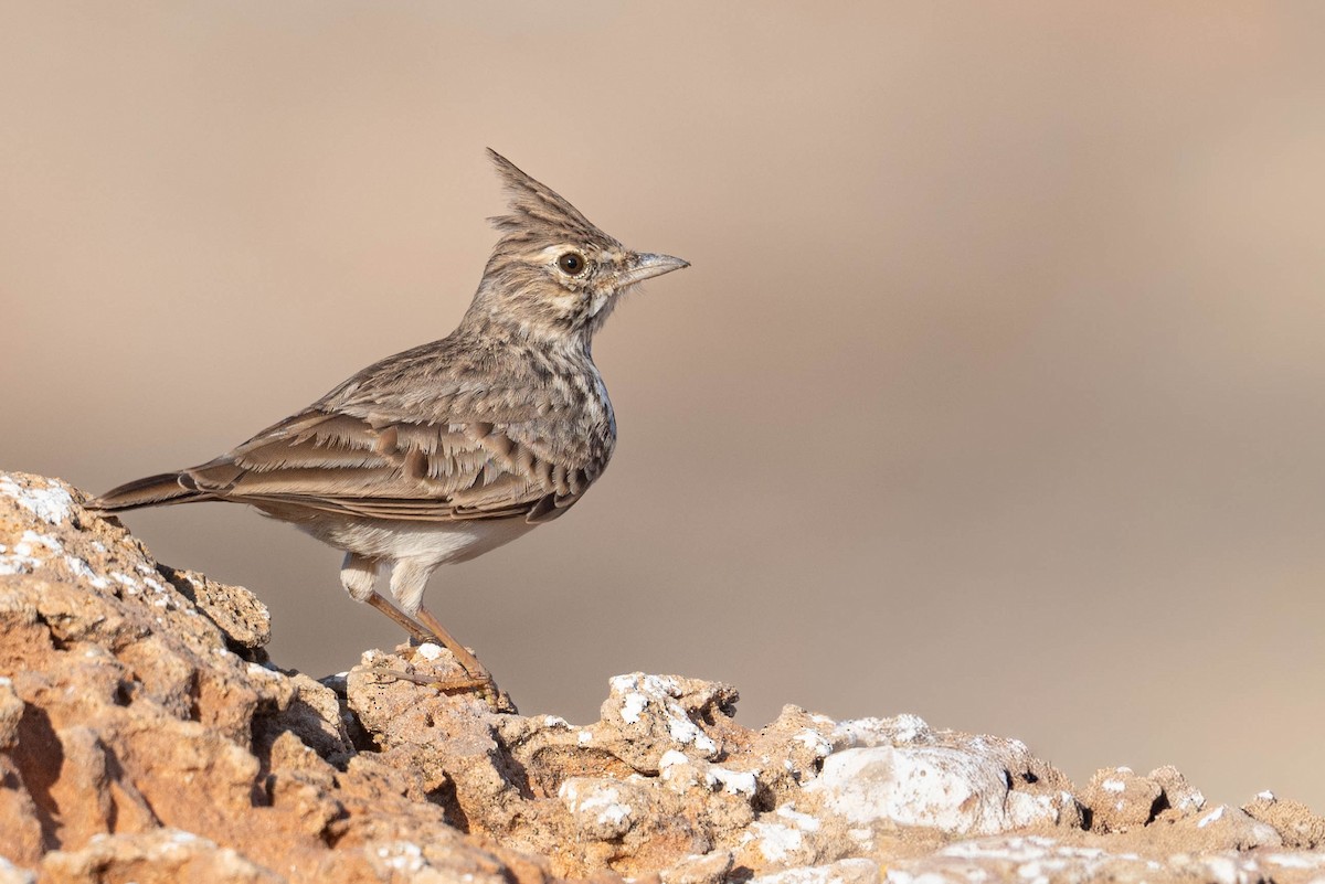 Thekla's Lark - ML643591678