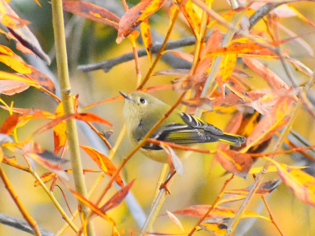 Ruby-crowned Kinglet - ML643591688