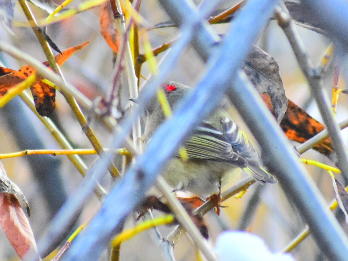Ruby-crowned Kinglet - ML643591704