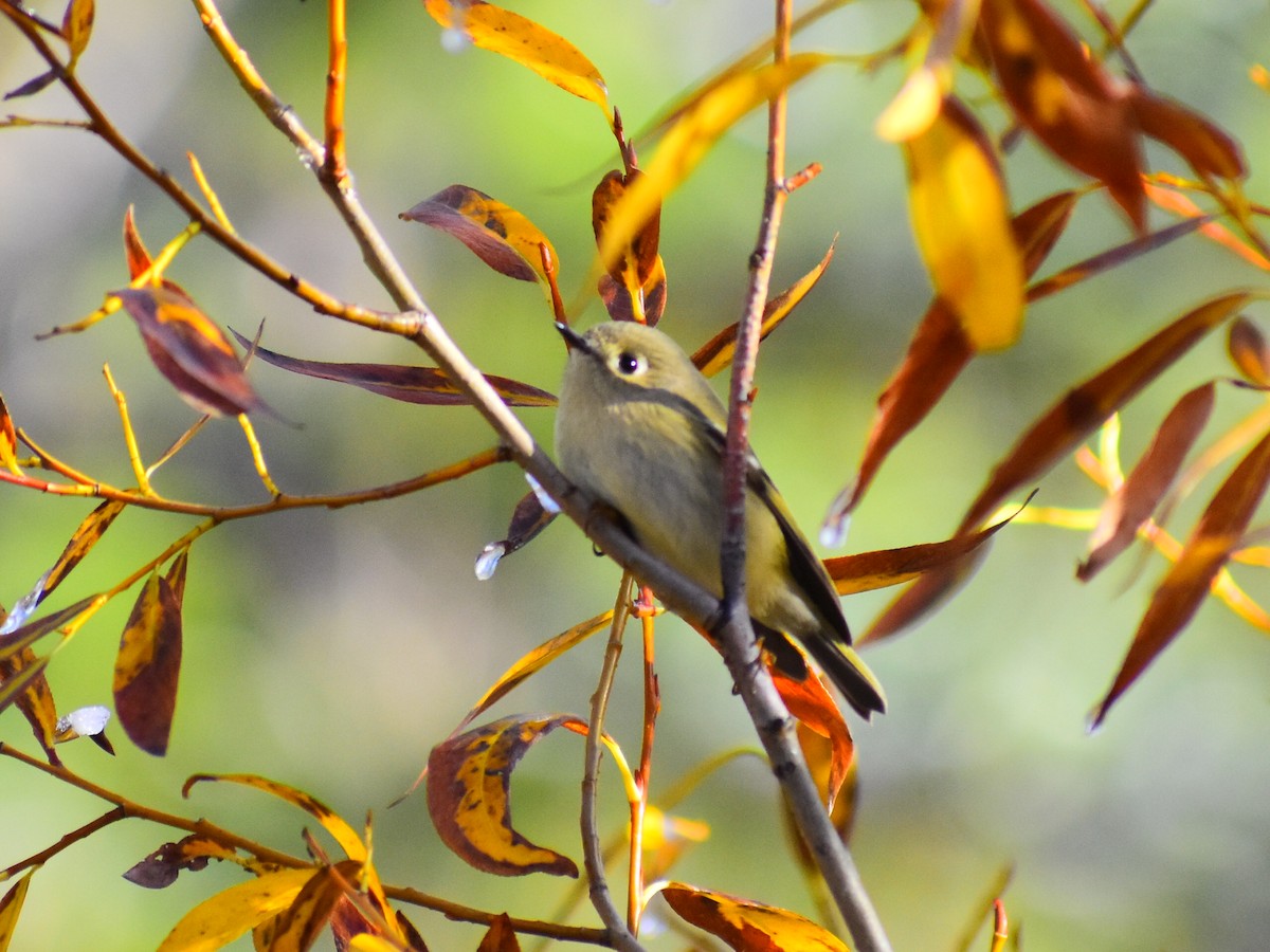 Ruby-crowned Kinglet - ML643591705