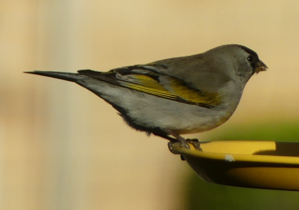 カオグロキンヒワ - ML643591706