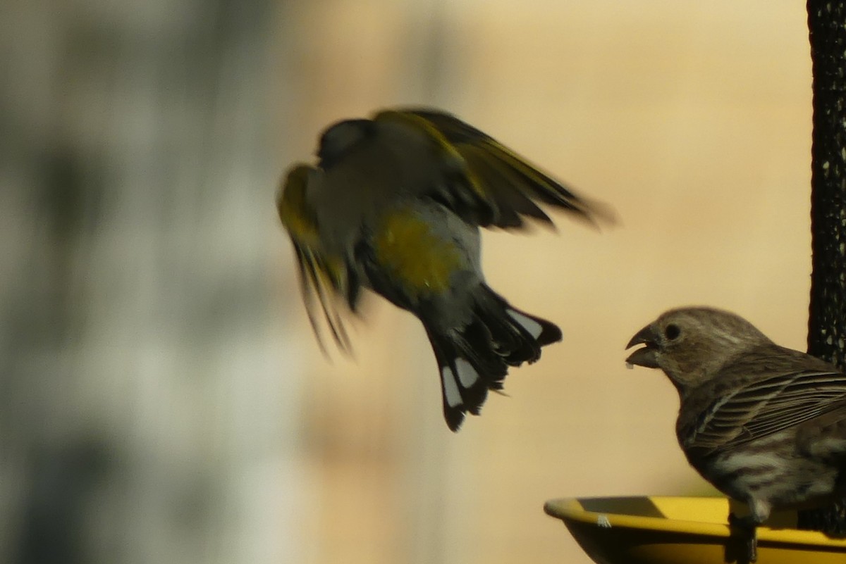 カオグロキンヒワ - ML643591707