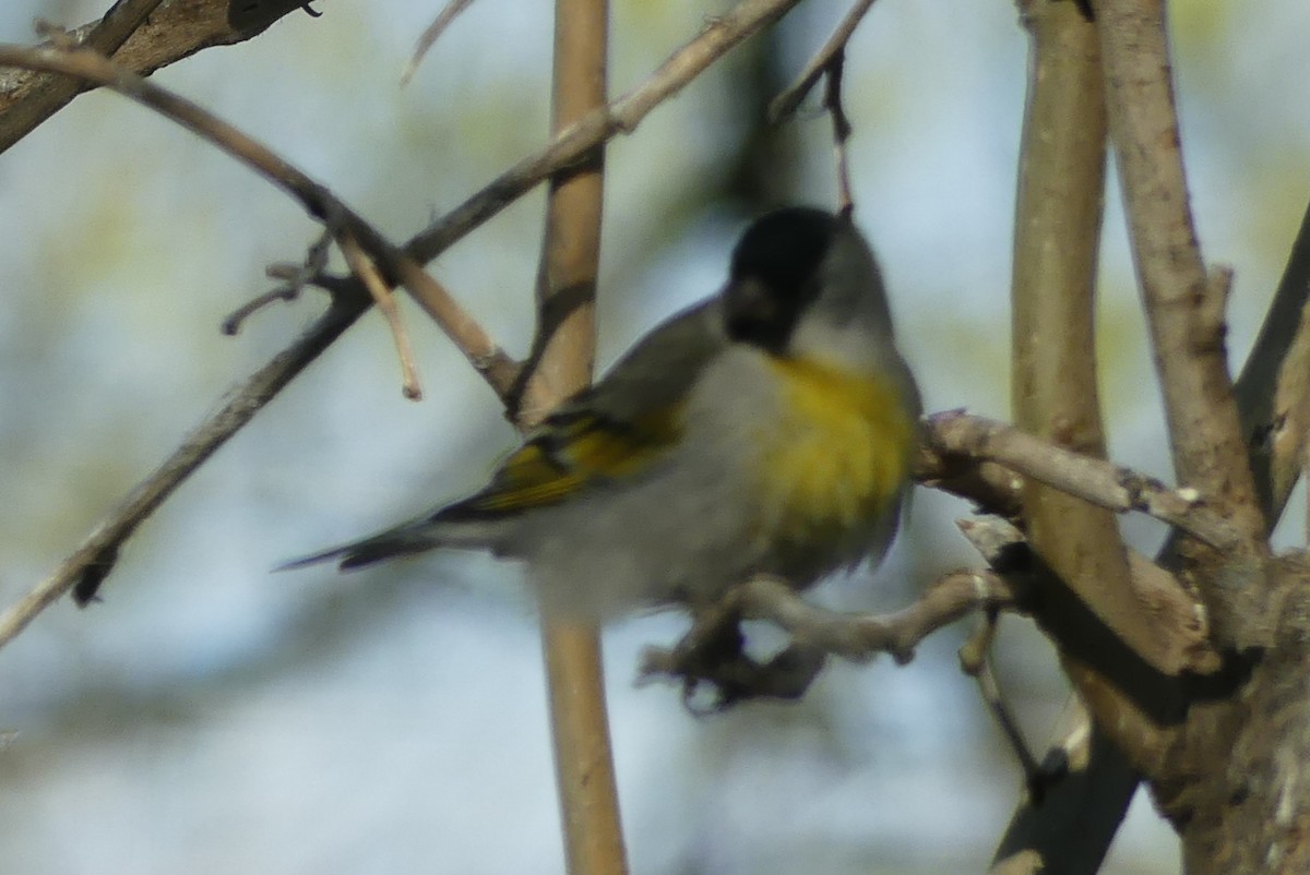 カオグロキンヒワ - ML643591708