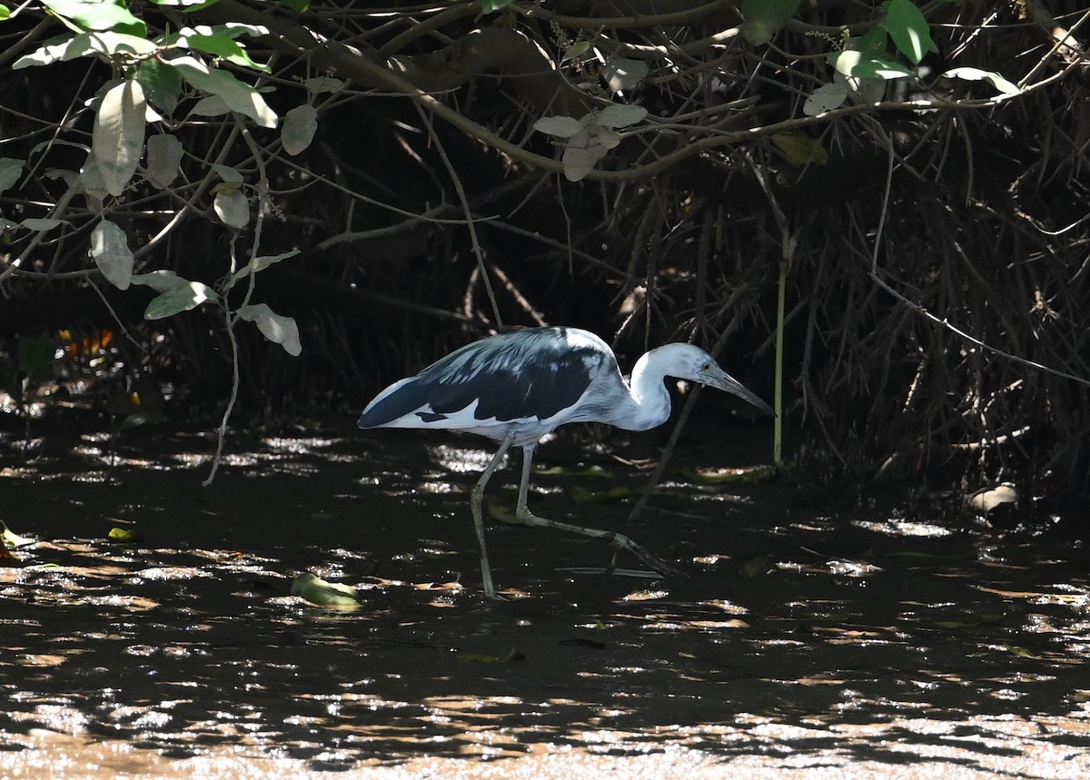 Great Blue Heron - ML643591709