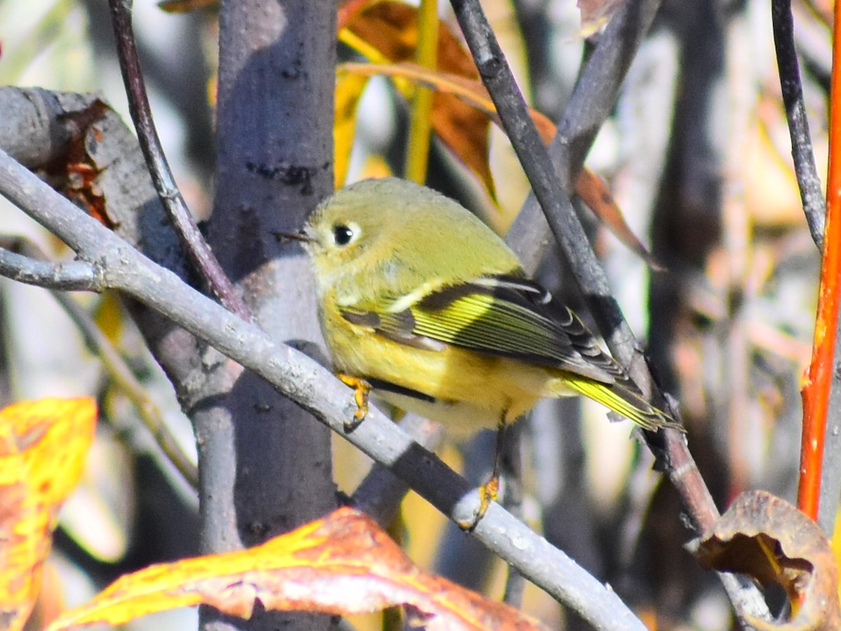 Ruby-crowned Kinglet - ML643591710