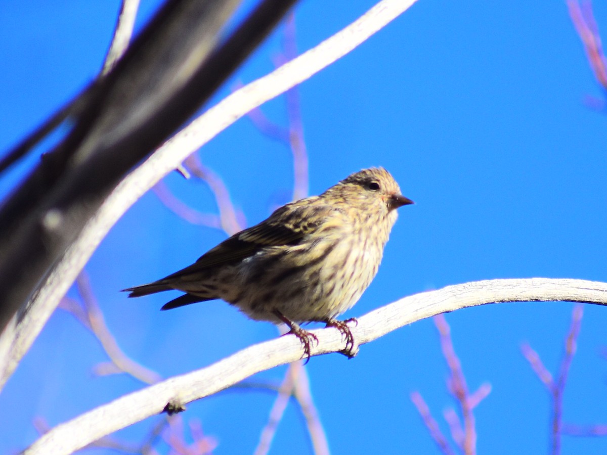 Pine Siskin - ML643591722