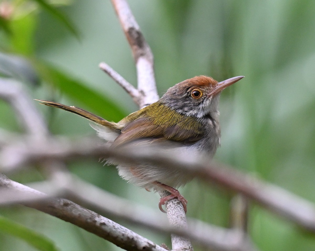 Common Tailorbird - ML643591730
