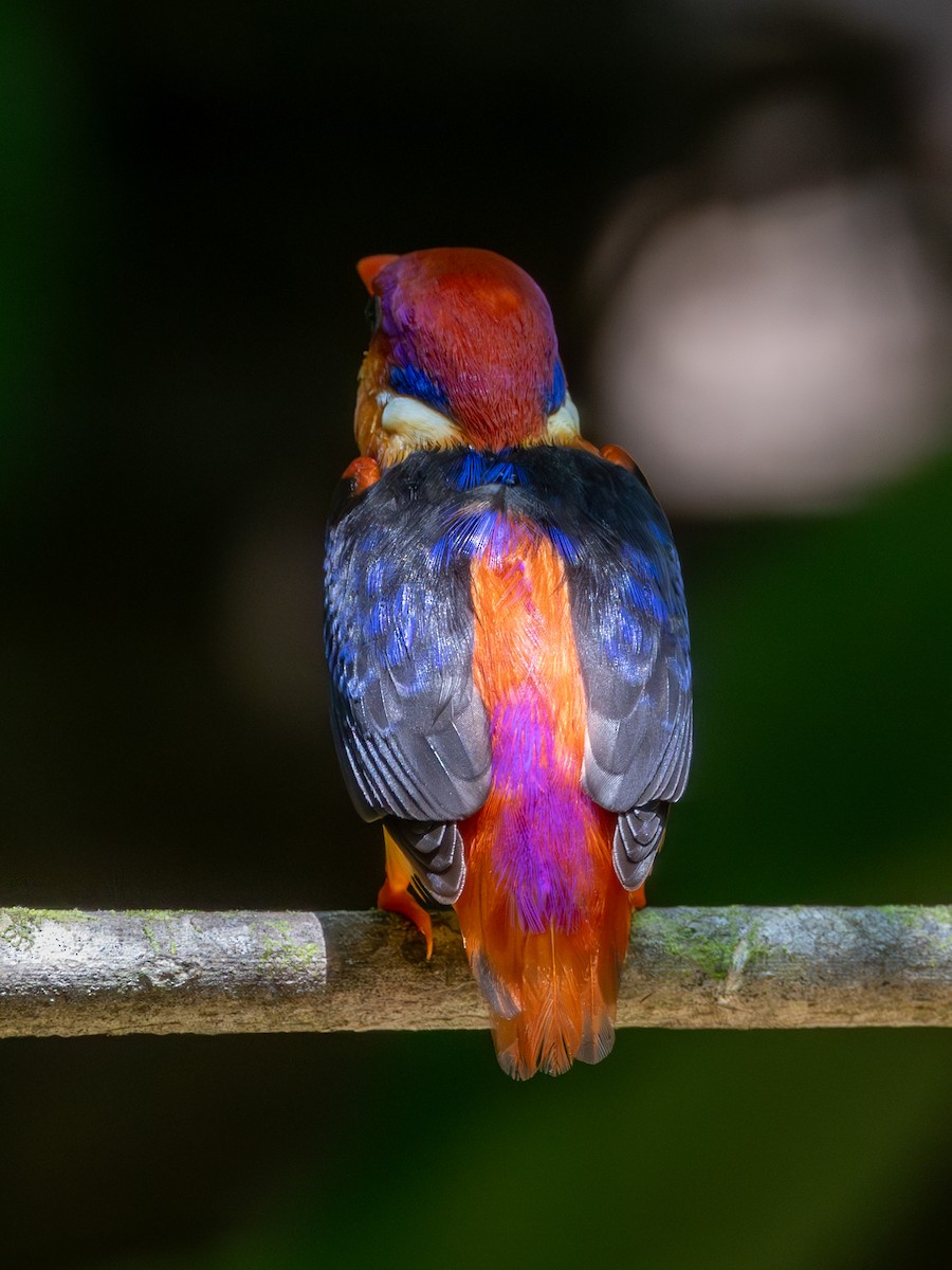 Black-backed Dwarf-Kingfisher - ML643591746