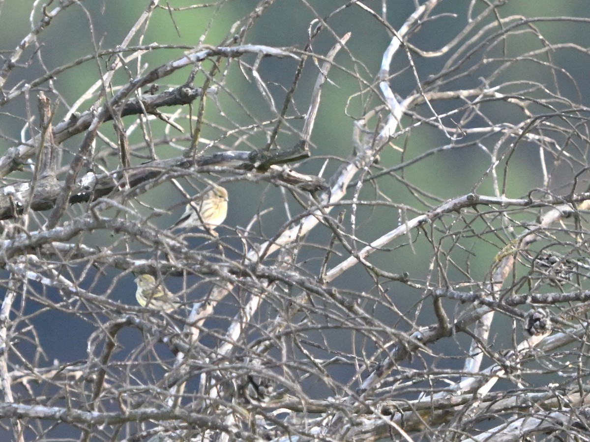 European Serin - ML643591748