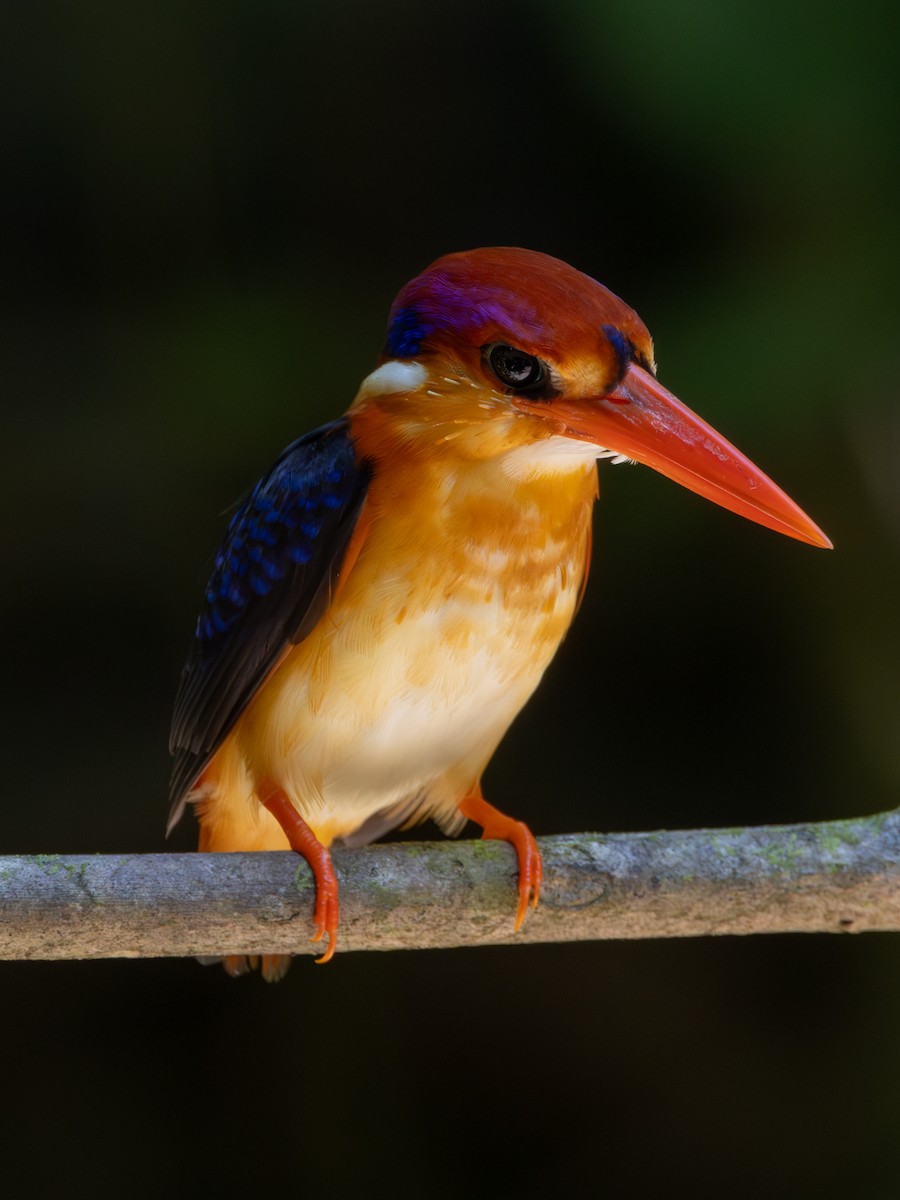 Black-backed Dwarf-Kingfisher - ML643591749