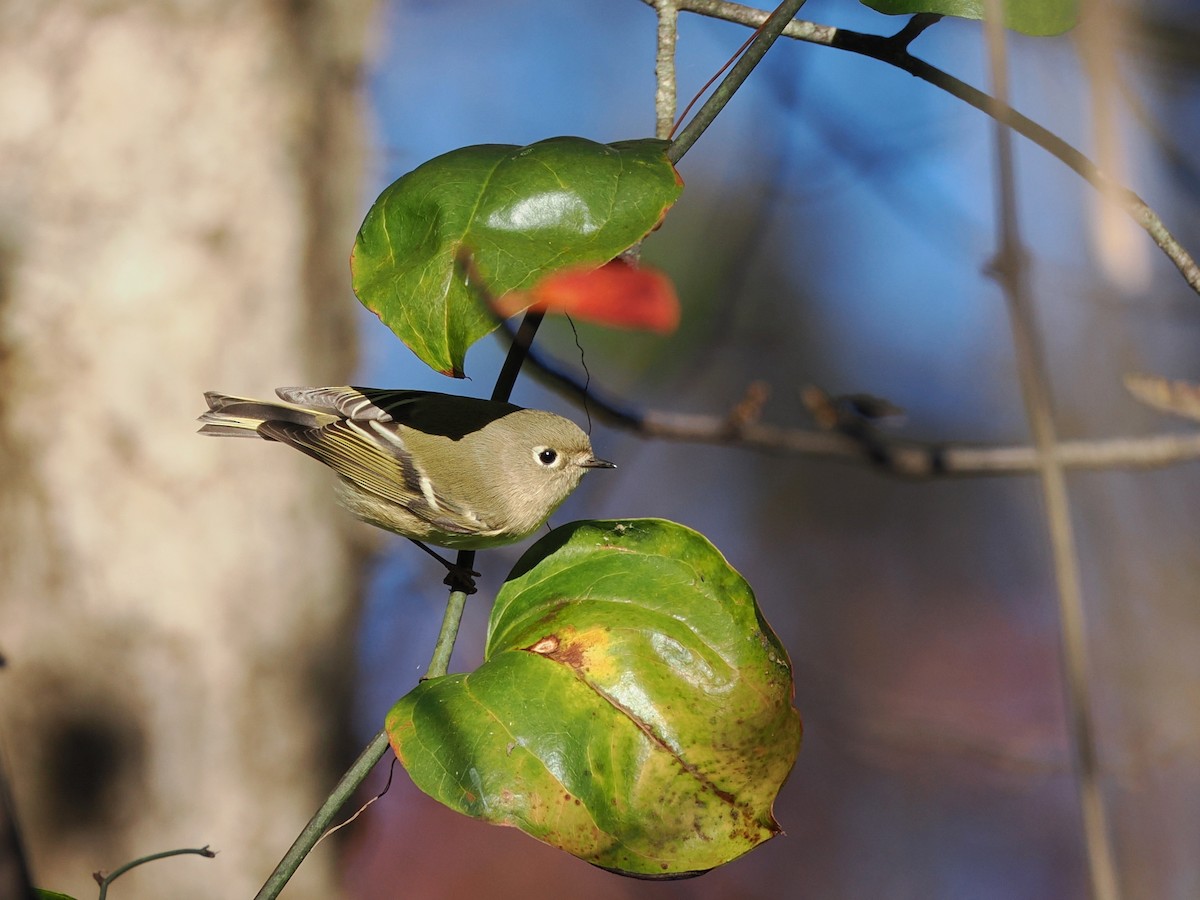 Ruby-crowned Kinglet - ML643591750