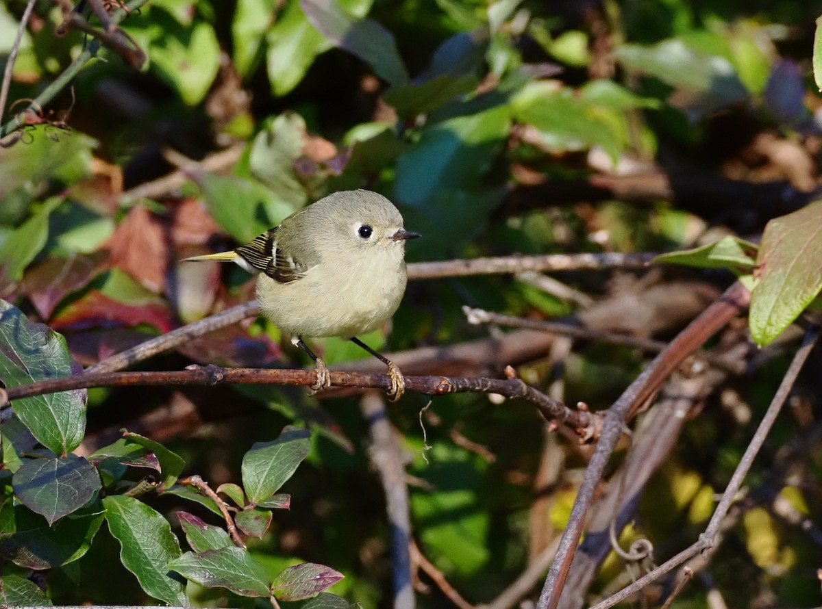 Ruby-crowned Kinglet - ML643591751