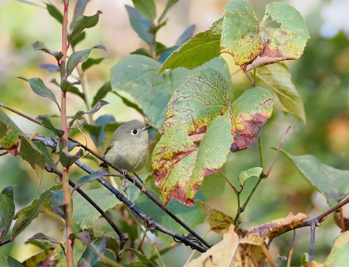Ruby-crowned Kinglet - ML643591752