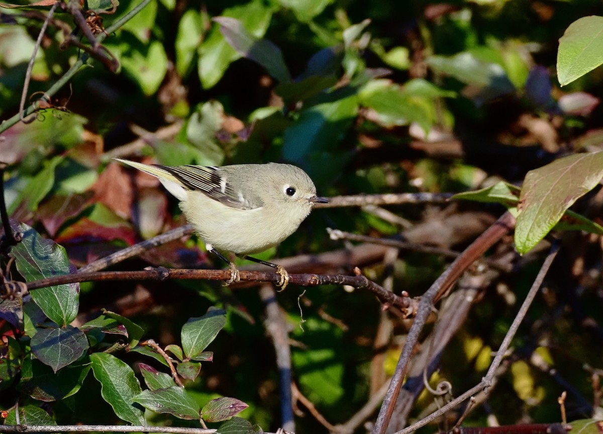 Ruby-crowned Kinglet - ML643591753