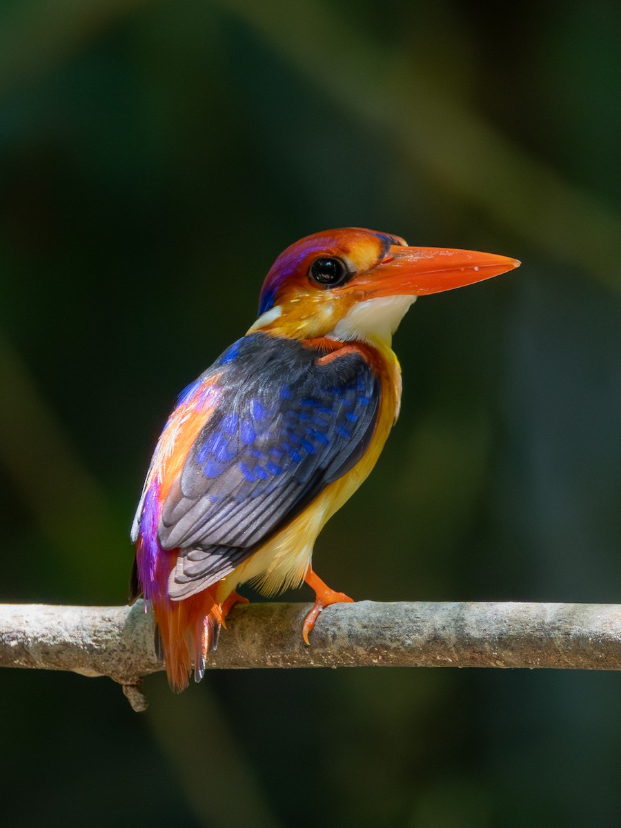Black-backed Dwarf-Kingfisher - ML643591755