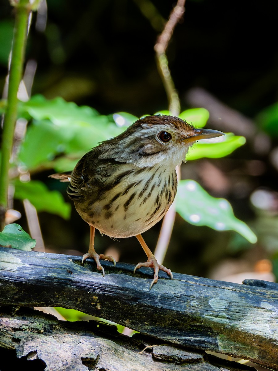 Puff-throated Babbler - ML643591758