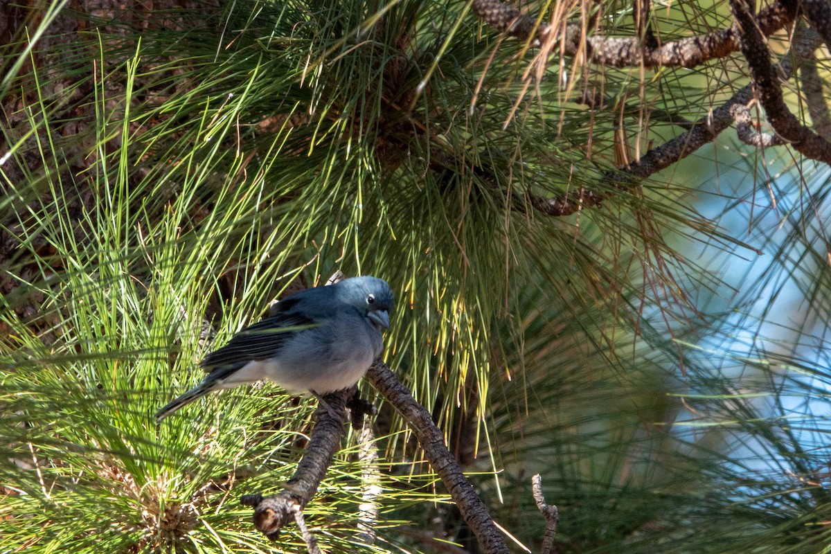 Pinson bleu - ML643591768