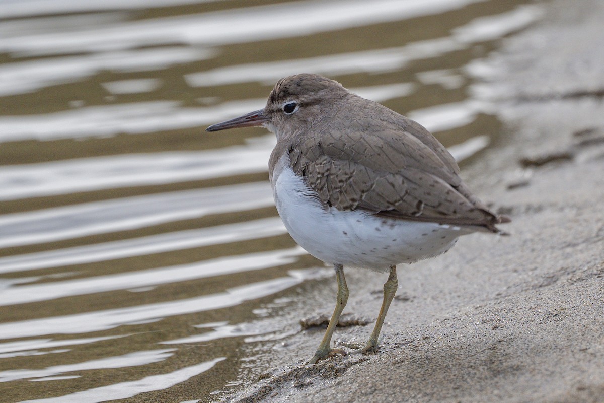Spotted Sandpiper - ML643591782