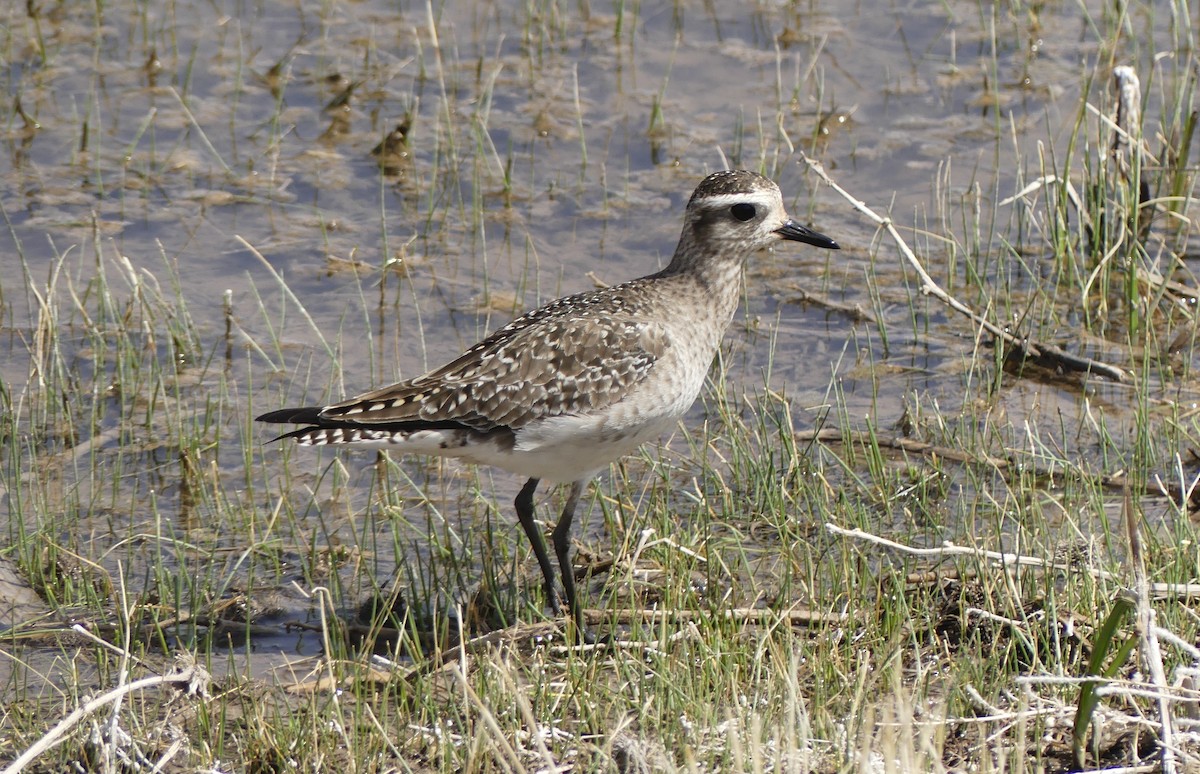 American Golden-Plover - ML643591793