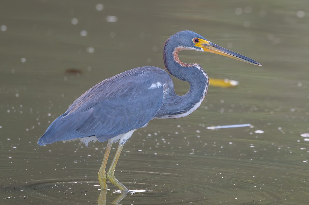 Tricolored Heron - ML643591795