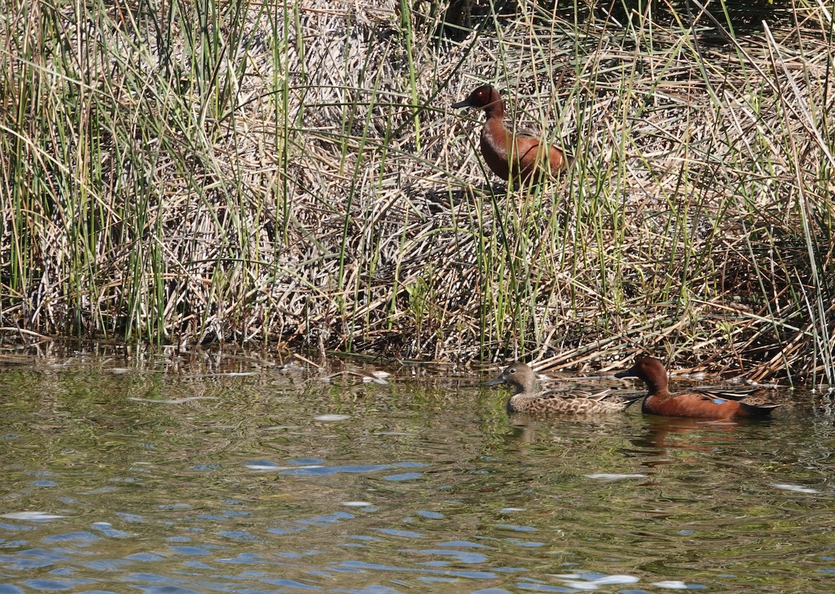 Cinnamon Teal - ML643591807