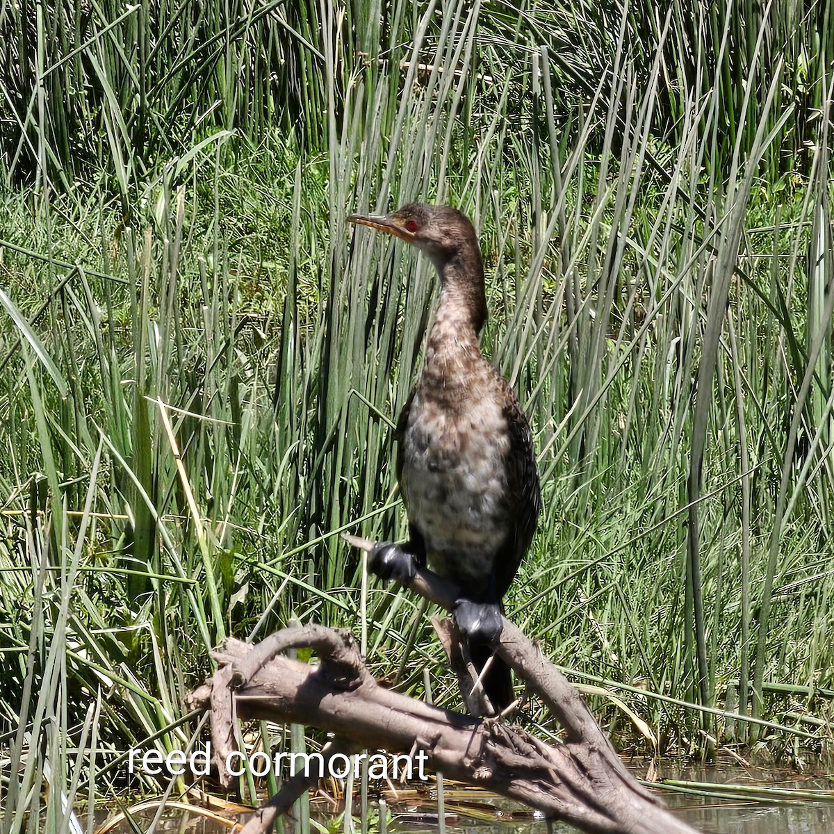 Reed Cormorant - ML643591848