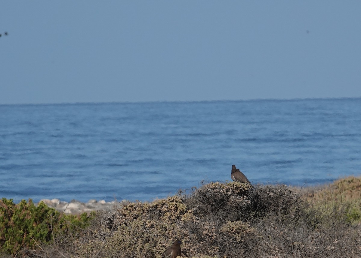 West Peruvian Dove - ML643591851