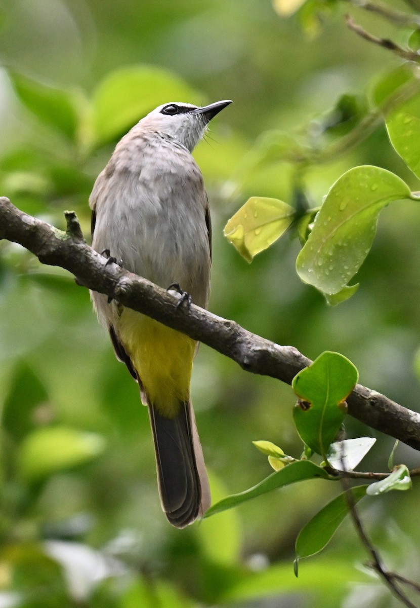 Yellow-vented Bulbul - ML643591855