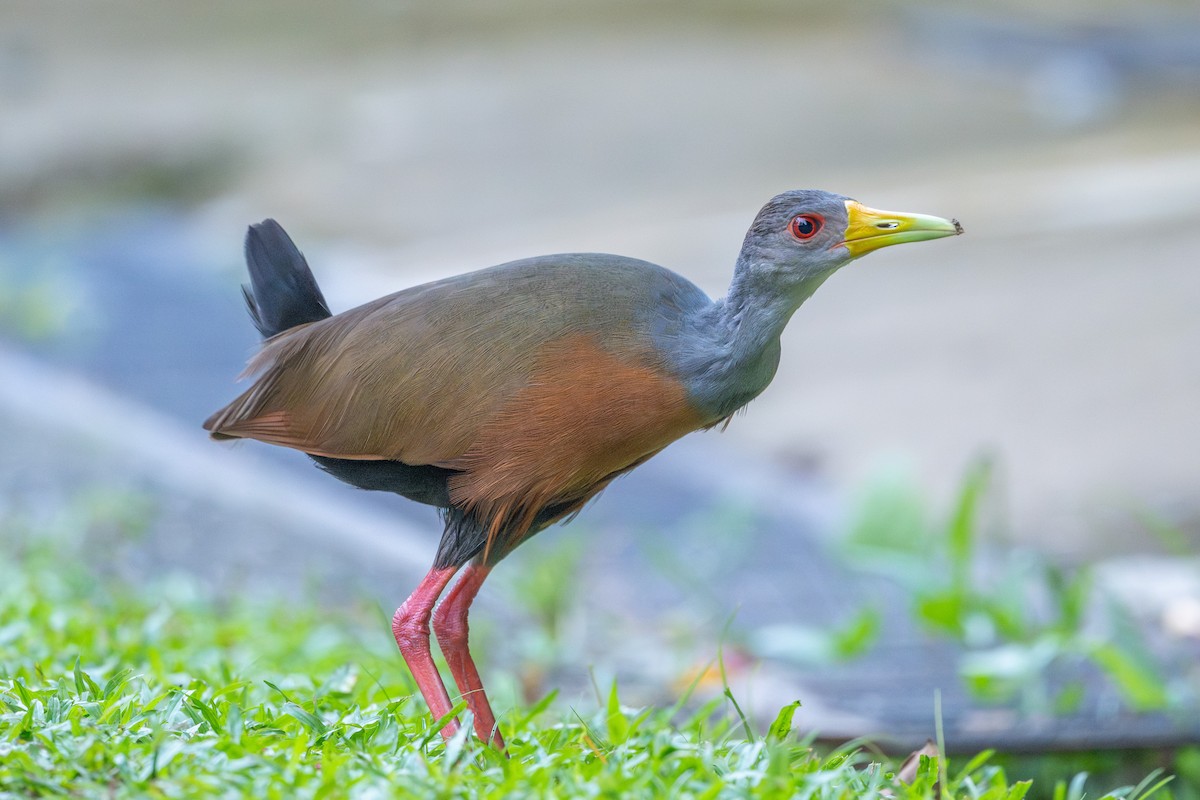 Gray-cowled Wood-Rail - ML643591864