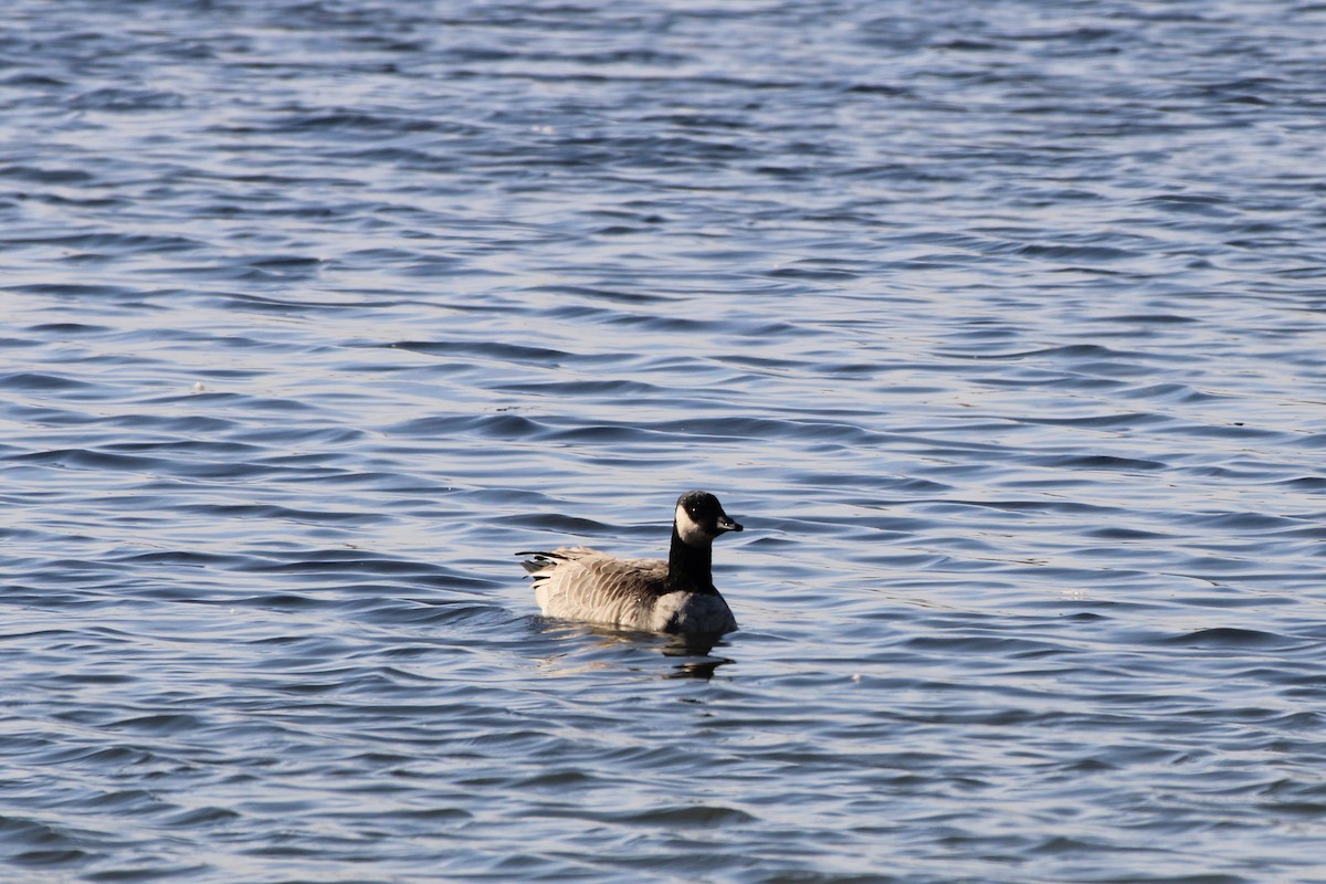 シジュウカラガン - ML643591866