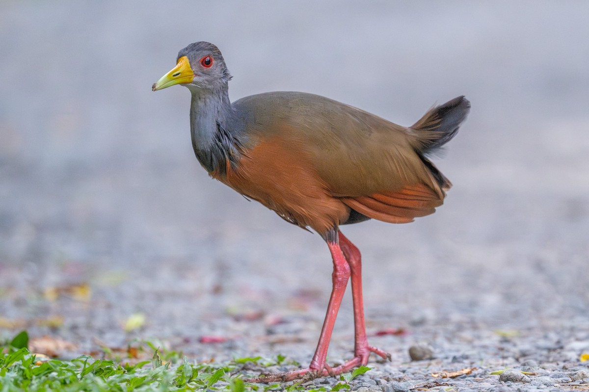 Gray-cowled Wood-Rail - ML643591867