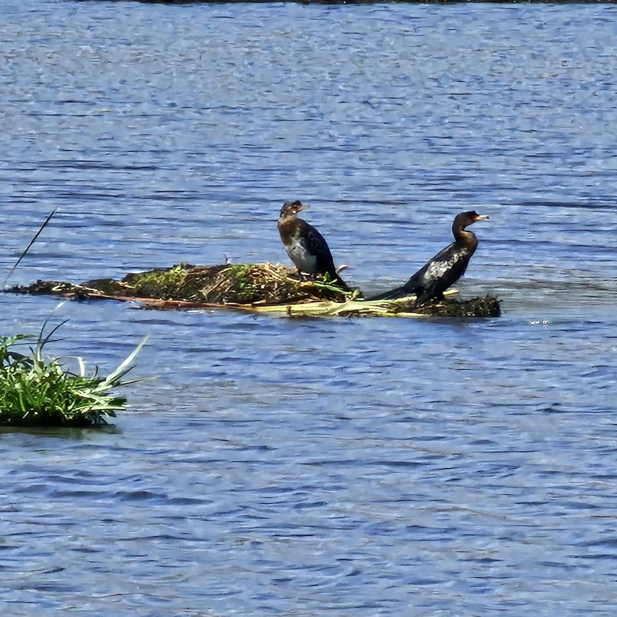 Reed Cormorant - ML643591868