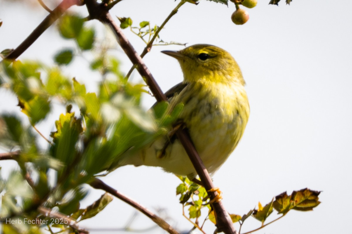 Blackpoll Warbler - ML643591871