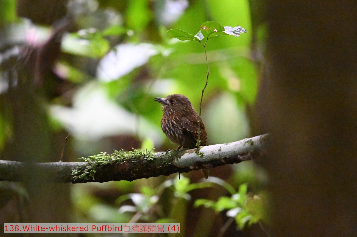 White-whiskered Puffbird - ML643591880