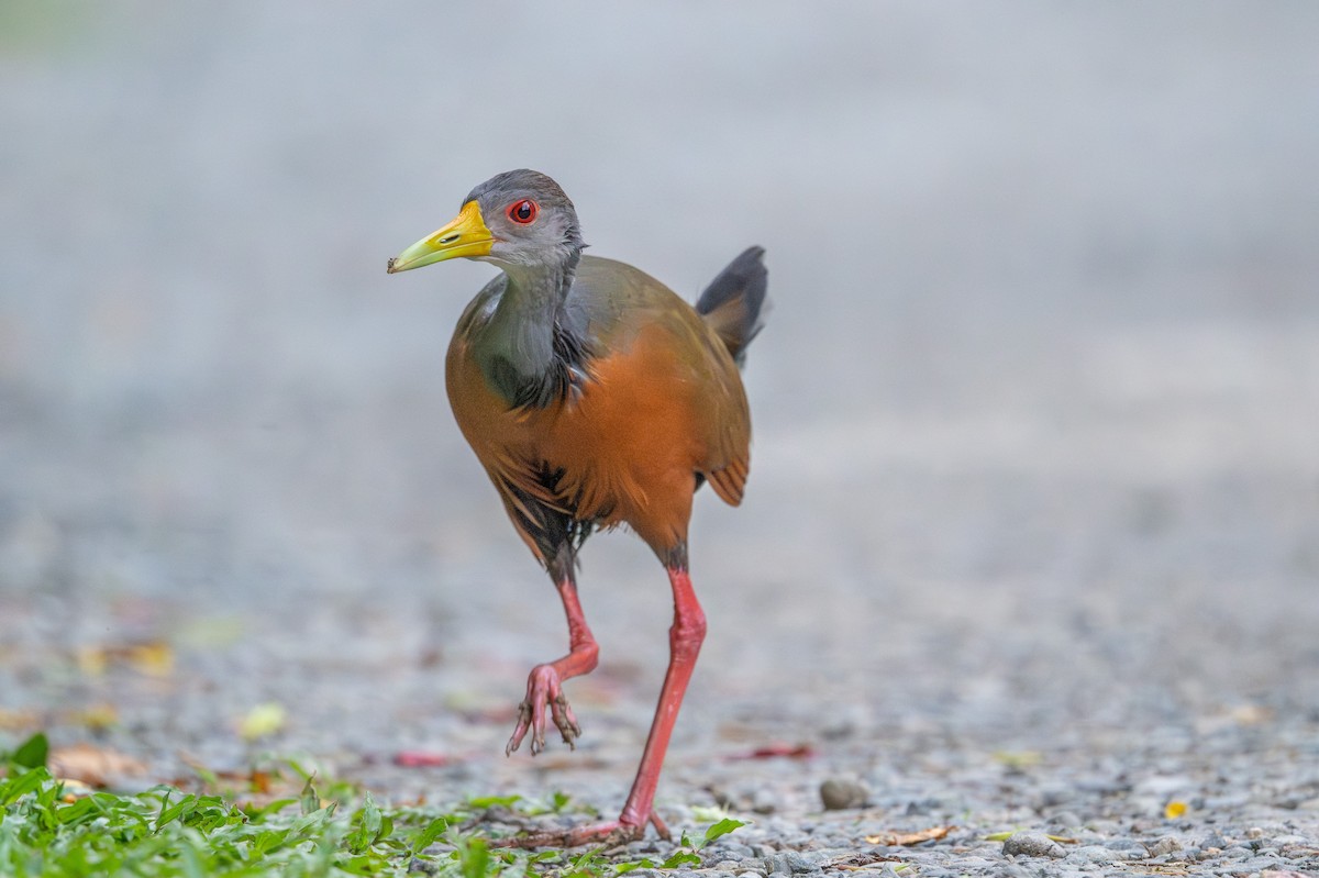 Gray-cowled Wood-Rail - ML643591882