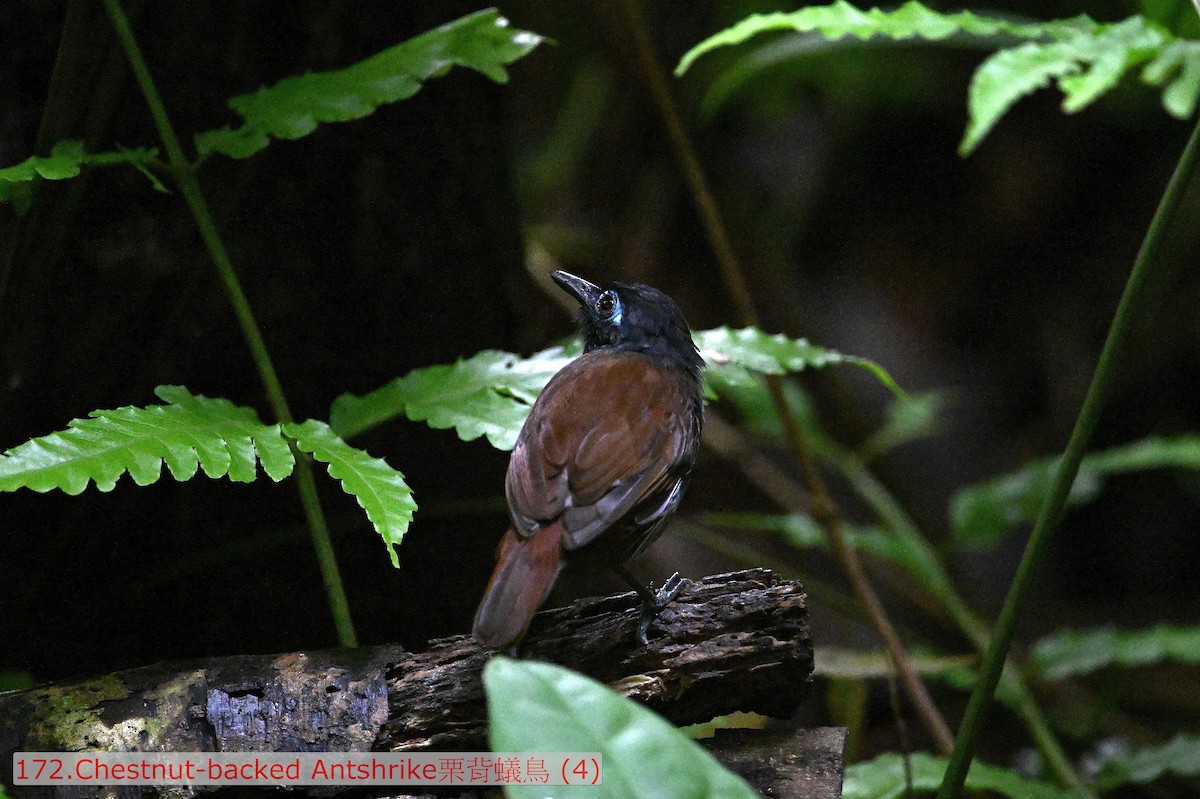 Chestnut-backed Antbird - ML643591907