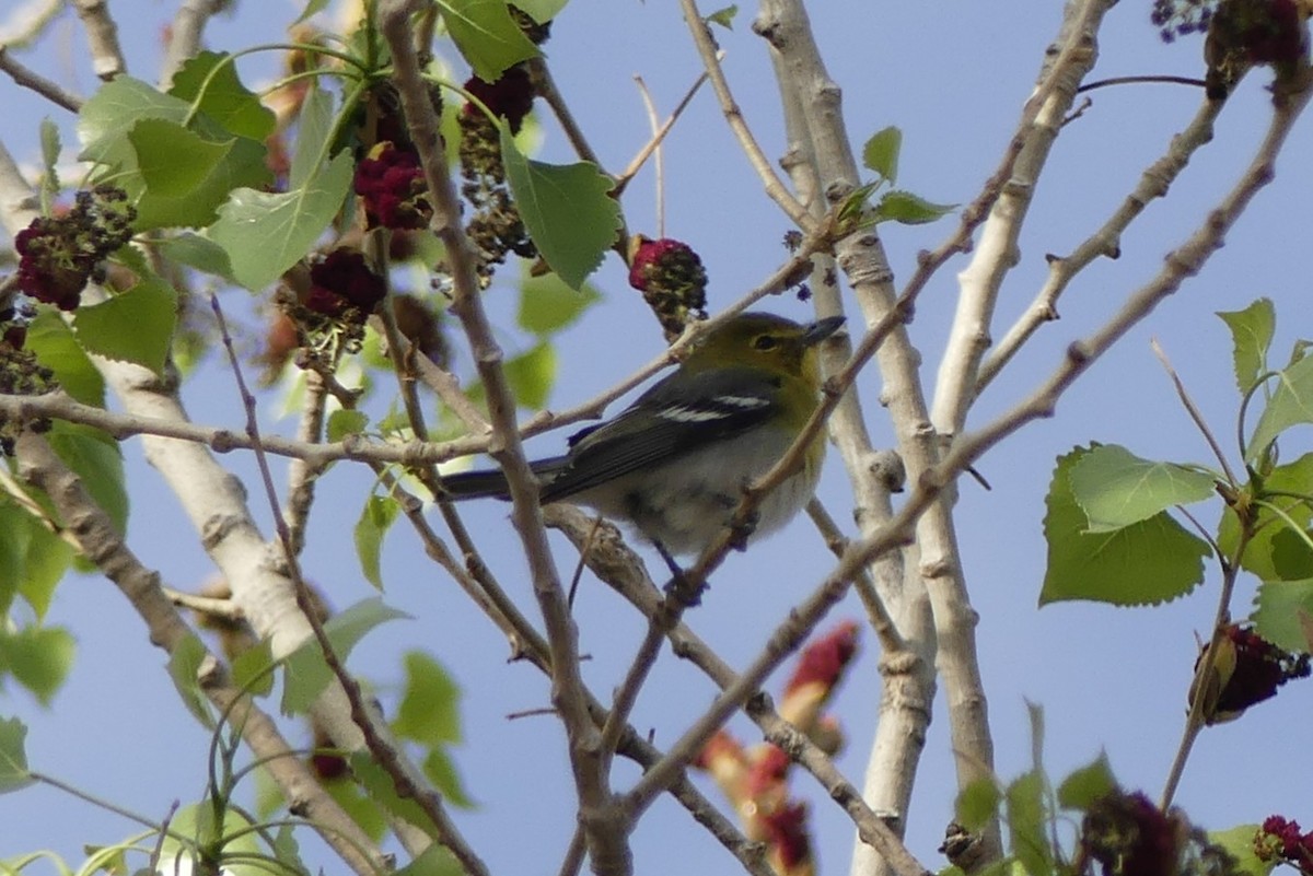 キノドモズモドキ - ML643591924