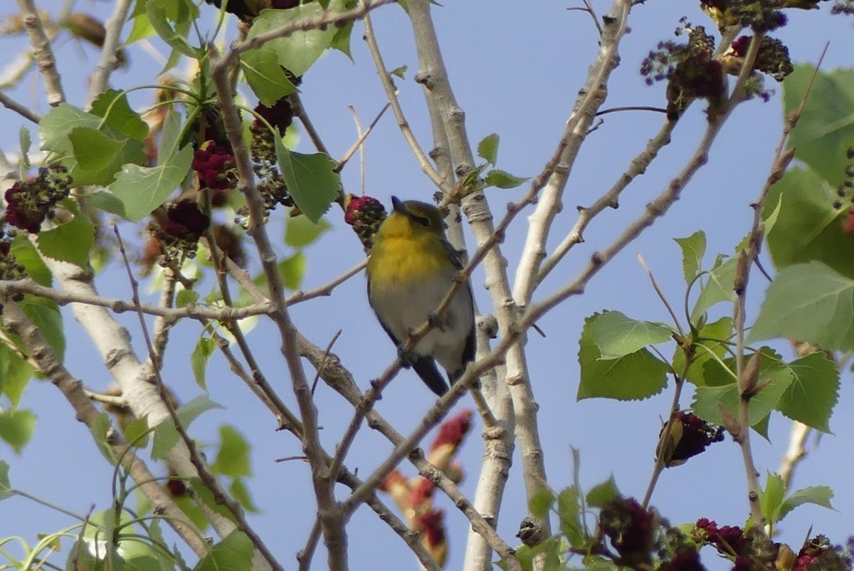 キノドモズモドキ - ML643591925