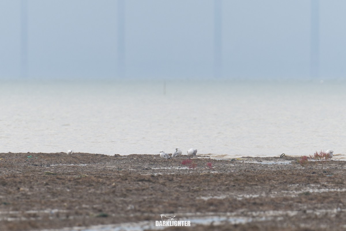 遺鷗 - ML643591927